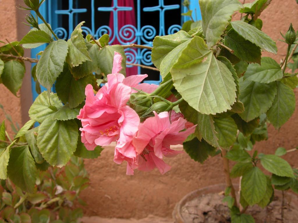 Kasbah Iswan Bed & Breakfast Kelaat-M'Gouna Dış mekan fotoğraf