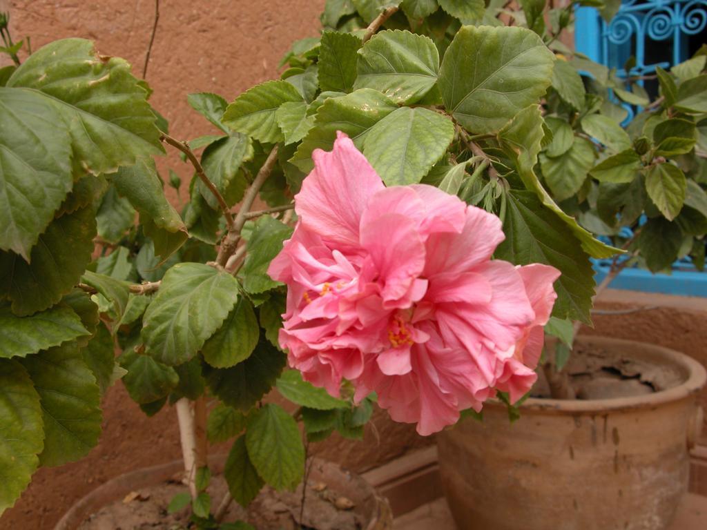 Kasbah Iswan Bed & Breakfast Kelaat-M'Gouna Dış mekan fotoğraf